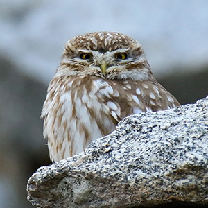 Little Owl